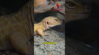 5 INSANE Fun facts that you didn’t know about leopard geckos leopardgeckogeckoshorts [upl. by Ilrebma438]