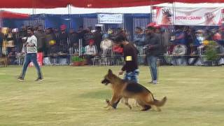 ludhiana dog show 2017 [upl. by Gabriello]