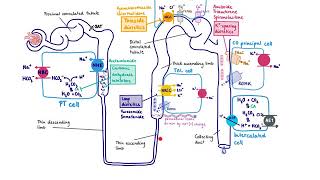 Brandls Basics Diuretics and their mechanism of action [upl. by Leddy]