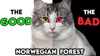 MUSTKNOW Norwegian Forest Cat PROS AND CONS [upl. by Higbee]