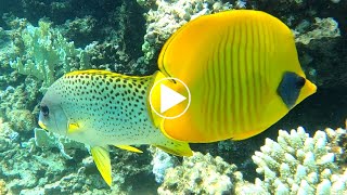 The amazing colors of the fauna and flora of the Red Sea in a 4minute short film [upl. by Sirtimid621]