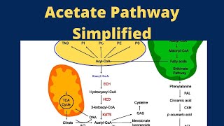 Acetate Pathway Pharmacognosy [upl. by Assilev978]