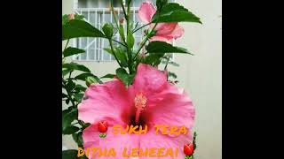 ⚘sukh tera ditha leheeai⚘ shorts WhatsApp status 🌷 Dhan Sri Guru Nanak dev ji🌷 [upl. by Alra399]