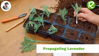 Propagating Lavender [upl. by Hartmann707]