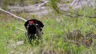 Spruce Grouse courtship [upl. by Cohberg535]