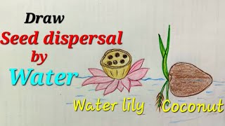 Draw seed dispersal by water seed dispersal drawing of lotus and coconut  जल द्वारा बीज बिखराव [upl. by Imehon201]