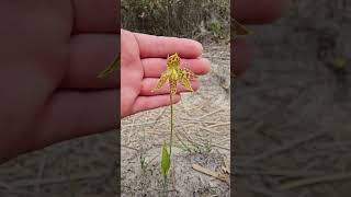 Leopard Sun Orchid Thelymitra benthamiana One of South Australias most stunning sun orchids [upl. by Icrad]