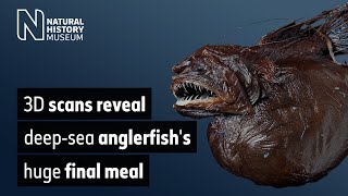 3D scans reveal deepsea anglerfishs huge final meal  Natural History Museum [upl. by Henarat]