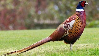 Ringnecked Pheasant  Strikingly Handsome Gourmet Fare [upl. by Avera]