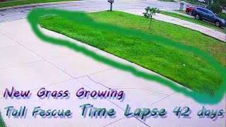 New Lawn Grass Growing from Seed Tall Fescue Time Lapse 42 days [upl. by Leiuqeze]