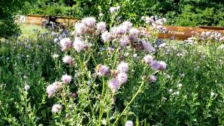 Zachs bee plant Canada thistle [upl. by Markson]