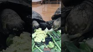 ASMR ANIMAL EATING FOODS asmr satisfying kurakura tortoise kurakurasulcata sulcatatortoise [upl. by Dalenna733]