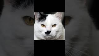 Adolf Kitler💀 cat kitler memes funny shorts [upl. by Etnuhs]