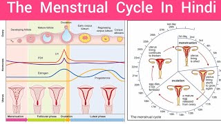 The Menstrual Cycle Menstrual Cycle In Hindi Female Reproductive Cycle Hindi Hormone amp Regulation [upl. by Cynthy]