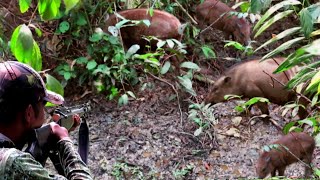 FULL😱😱BERBURU SEGEROMBOLAN BABI HUTAN DI SPOT BARU MAKAN BUAH KAYU PENINGPENINGfull poin [upl. by Eiralam700]