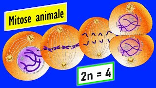 Les étapes de la mitose animale 2n  4 chromosomes [upl. by Neehsuan]