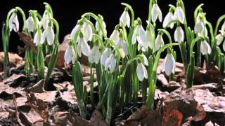 EARLY SPRING snowdrop flower time laps Sir David Attenboroughs opinion [upl. by Sokin]