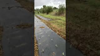 giardino degli ulivi Anche sotto la pioggia non ci fermiamo broccoli laziokm0 [upl. by Mirisola]