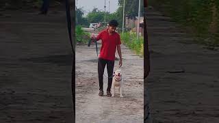 American bully Stay Traning dog pets short dog youtubeshorts shortvideo [upl. by Antebi]