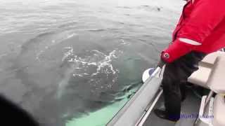 Humpback Whale makes noises [upl. by Eremehc]