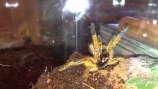 Pterinochilus murinus aka quotOBTquot Threat Display [upl. by Atiluj]