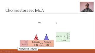 Cholinesterase and its inhibitors [upl. by Zwart713]