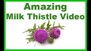 All You Need to Know About the Amazing Milk Thistle Plant Uses Benefits and Side Effects [upl. by Goode]