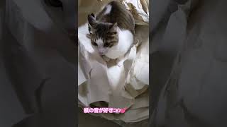 かわいい猫 カシャカシャ紙の音大好きほのぼのほっこり 癒し平和保護猫 [upl. by Rimola]