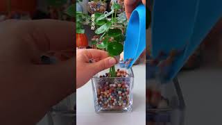 Pruning flowers grows flower in cup amazing plants flowers garden diy easyplant gardenflowers [upl. by Auka]