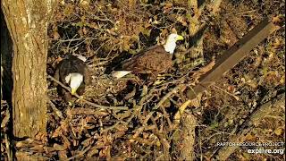 Decorah North Nest 101924 More stick deliveries beautiful light [upl. by Latsyrhk]