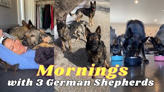 Mornings With Three German Shepherds [upl. by Esyli]