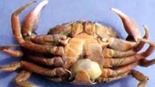 Infestation of parasitic rhizocephalan barnacles on Mud Crab [upl. by Yadahs]