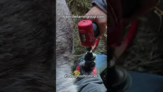 Goat hoof trimming wwwthefarriergroupcom thepighooftrimmer rescue petpig [upl. by Onilegna114]