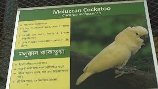 Moluccan Cockatoo Bird At Alipore Zoo In Kolkata [upl. by Llerat]