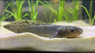 Australian Lungfish one of the rarest aquarium fish [upl. by Anagrom664]