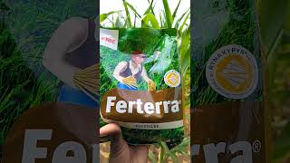 farming Ferterra tmie🌽🌽 [upl. by Nowed]