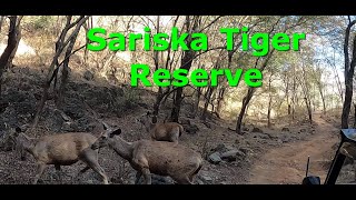 Sariska Tiger Reserve  Wildlife  Safari  Tigers Rajasthan [upl. by Hindorff945]