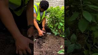 How to Plant Shrubs [upl. by Fulvia]