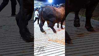 Mighty 1200 kg bull returns to the barn after a display session [upl. by Haveman254]