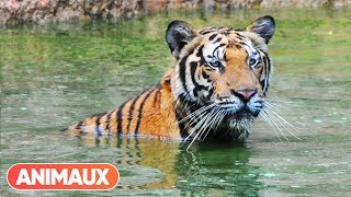 DOCU Les animaux et le sacré la Thaïlande  Animaux [upl. by Jasen]