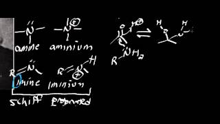 Biochemistry  Schiff Base Chemistry Part 12 [upl. by Acinnej]