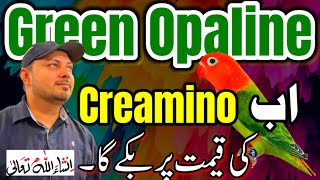 Love bird GREEN OPALINE اب CREAMINO کی قیمت پر بکے گا  Future Pairing  Welcome Aviary official [upl. by Maffei]