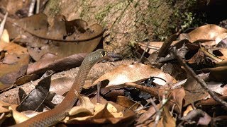 YellowFaced Whip Snake Australia 4k UHD [upl. by Ymerej429]