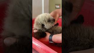 Sea otter pup rescued in BC 🦦 AnimalRescue [upl. by Jaret516]