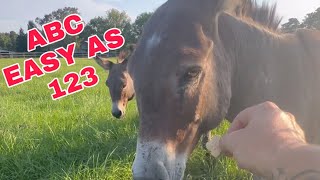 TAMING FERAL mini donkeys [upl. by Nealy]