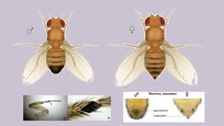 POLYTENE CHROMOSOME FROM DROSOPHILA LARVA PRACTICAL [upl. by Danika]