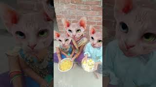 🍚🥛🍚Lalla 🙏😂Lall🍼🍼😸a🥛💞 Lori😂🙏😂💥👍👍👍 cute viral [upl. by Ramak336]