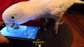 Parrot Tongues My Phone [upl. by Heriberto]