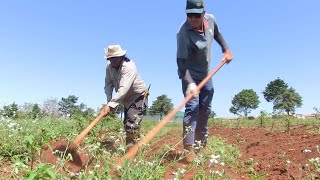 Como e quando realizar controle de plantas daninhas na mandioca [upl. by Lindeberg508]