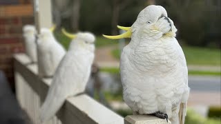 Meet the FLOCKERs 2  Birds amp Co of Australia Live Show 💛 [upl. by Yuma]